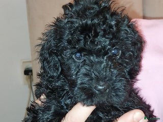 Cockapoo honden Cockapoo pups - Advertentie 2