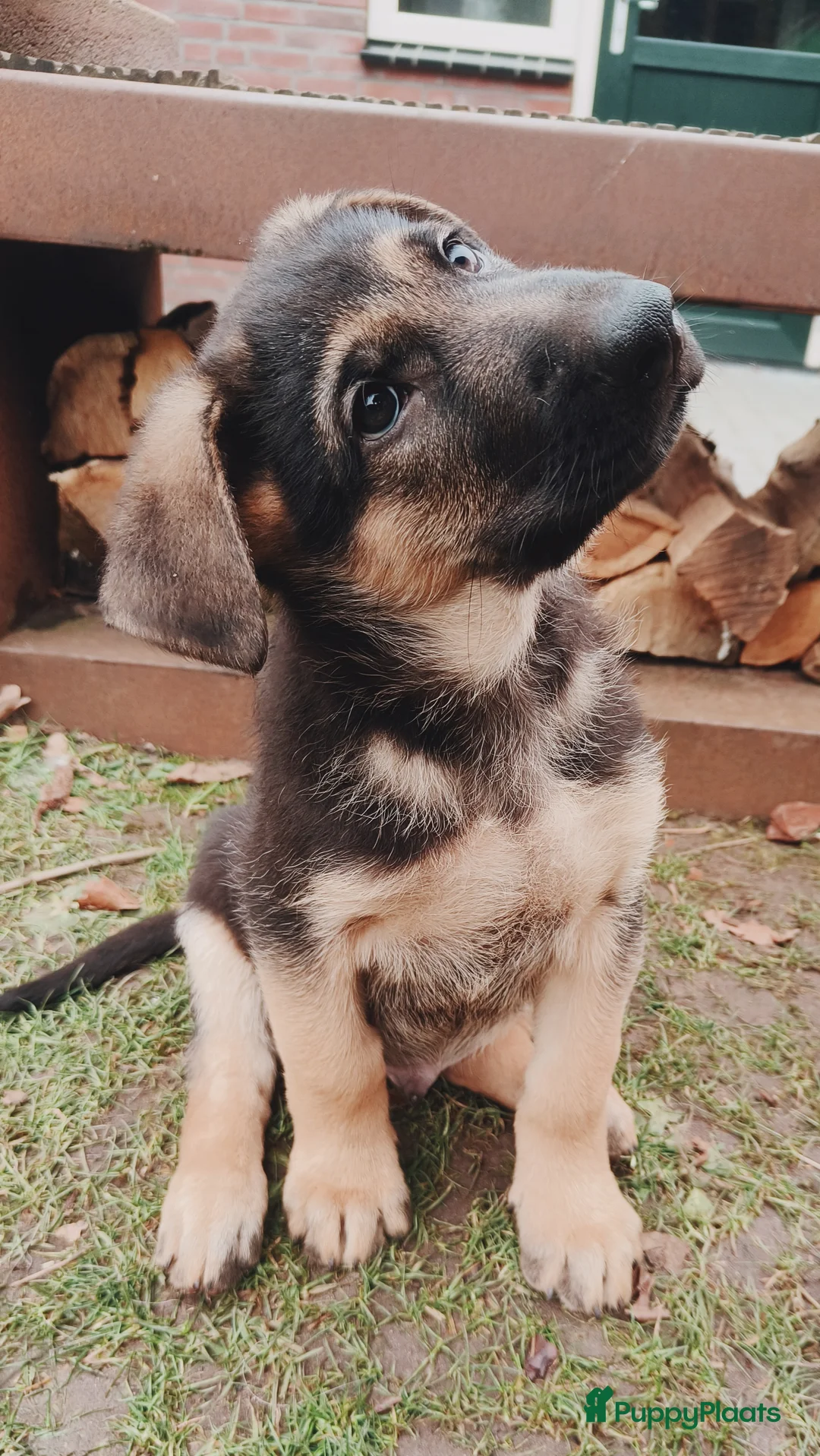 Duitse Herder honden te koop: Prachtige Duitse herder pups * mogen vd week weg * - Advertentie 16