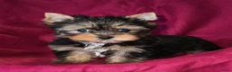 Yorkshire Terriër honden te koop: Yorkshire Terrier - Advertentie 3