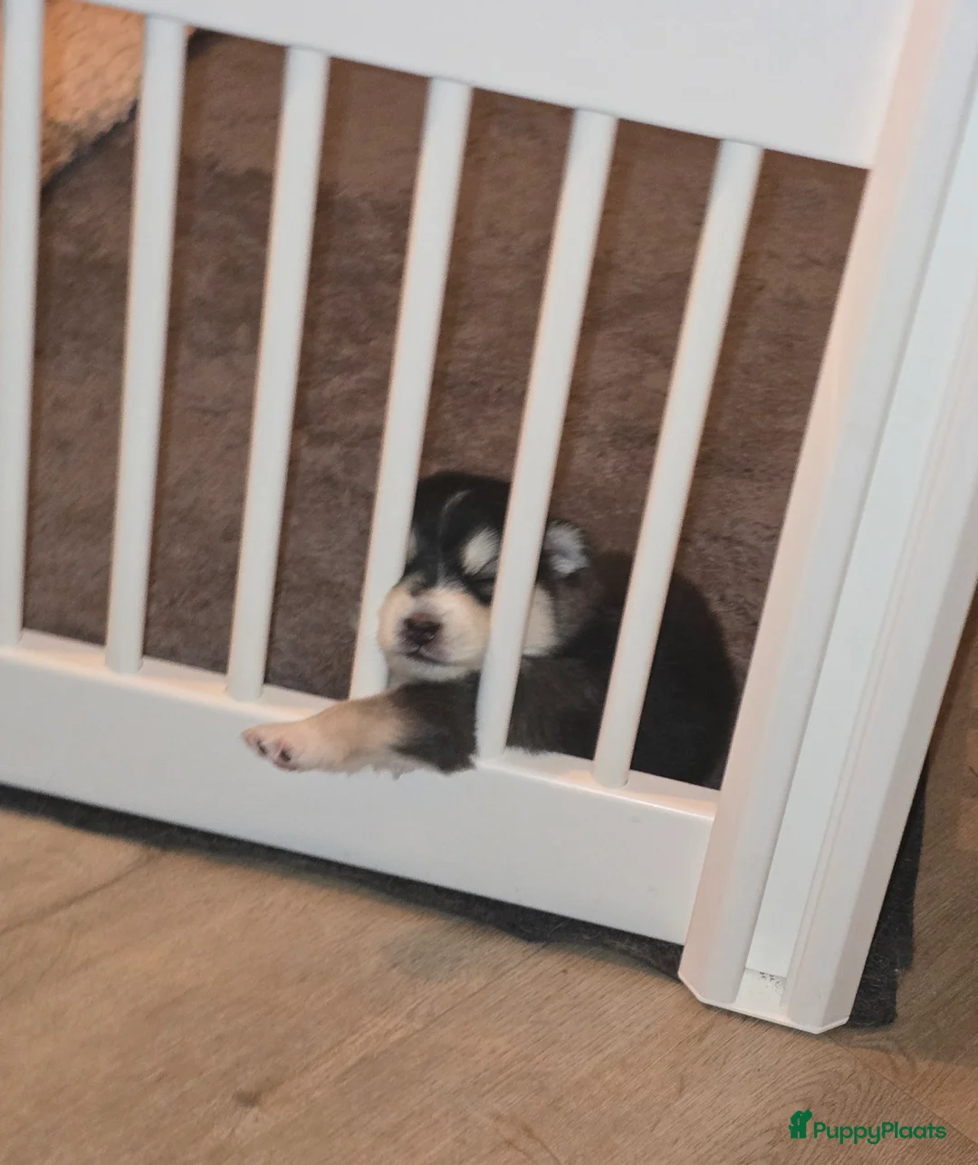 Pomsky honden te koop: Pomsky puppy's  met Husky looks - Advertentie 16