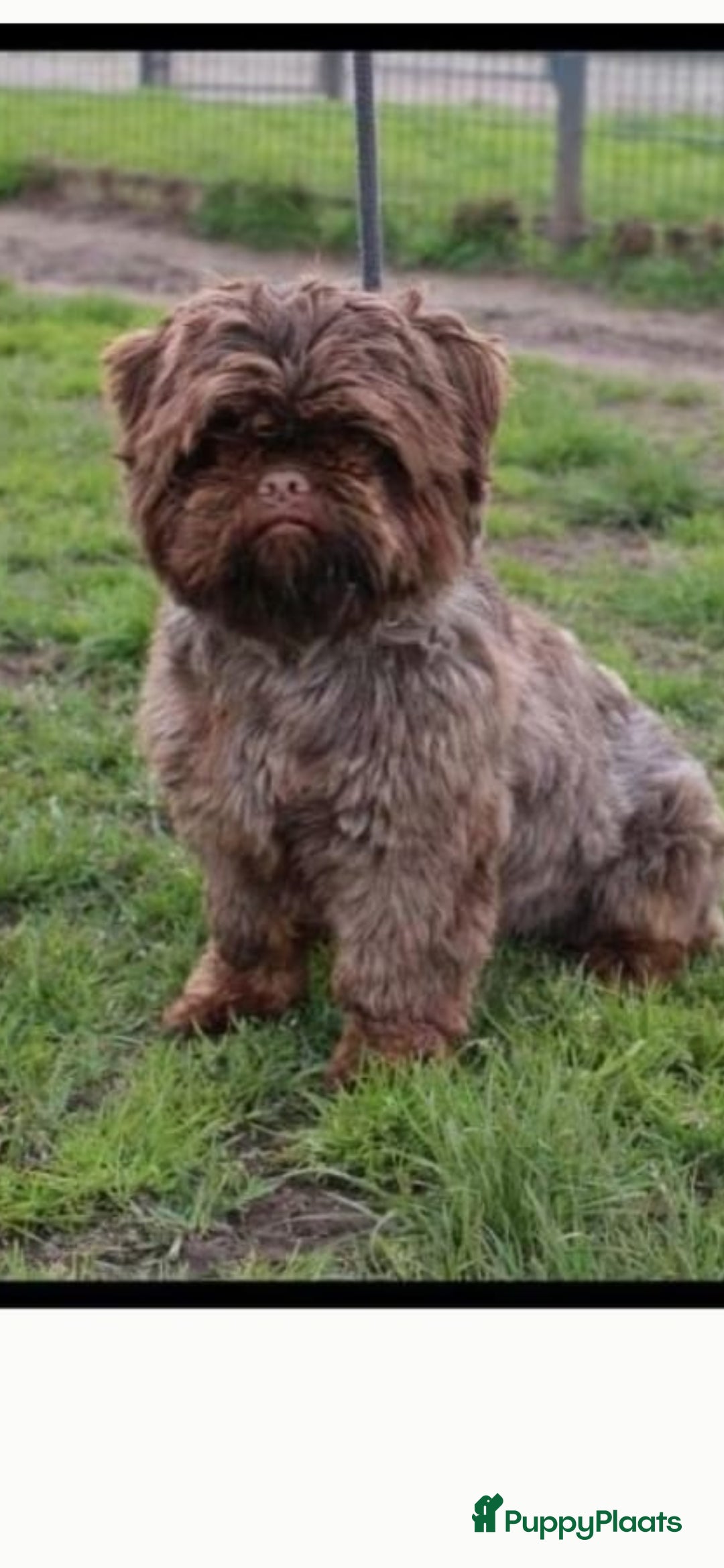 Shih Tzu honden Mooie shih tzu pups - Advertentie 2