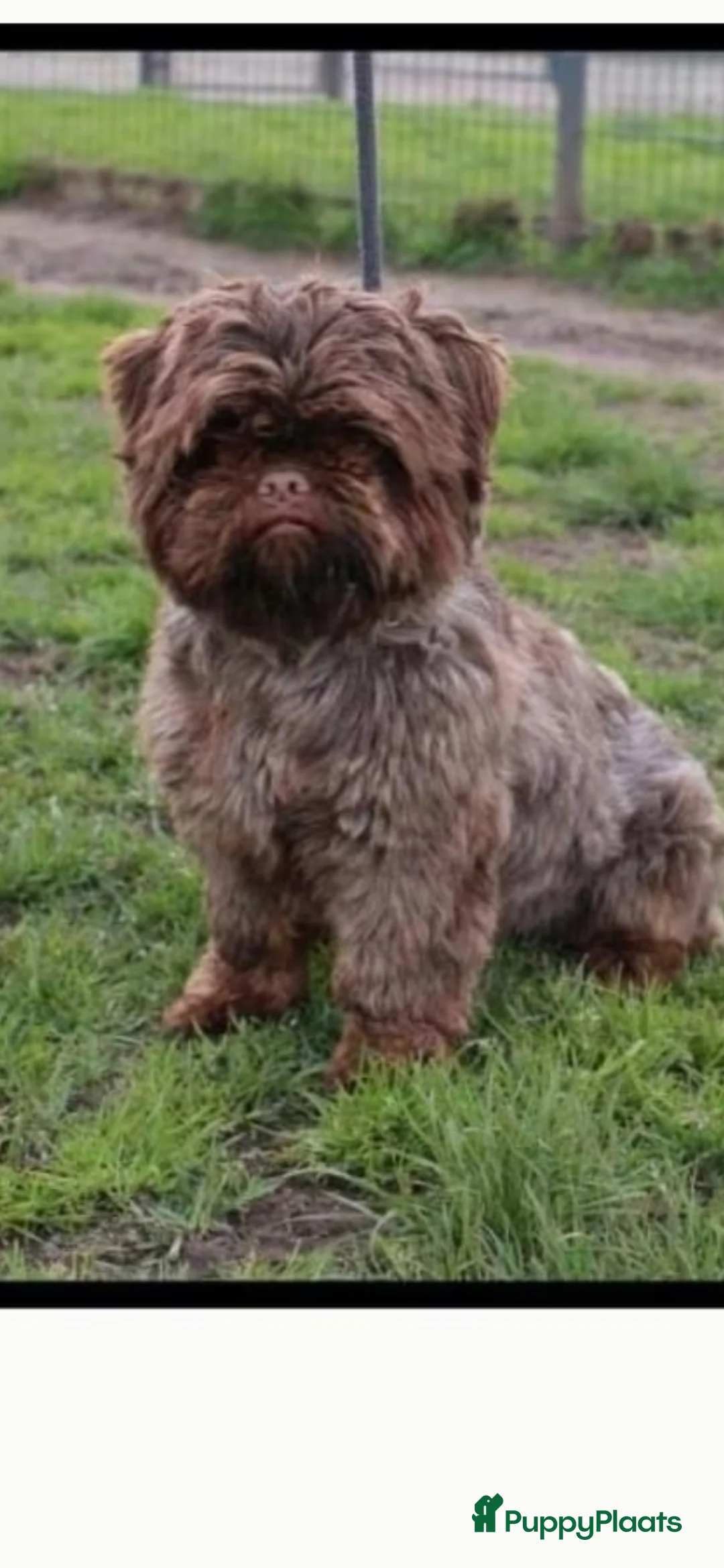 Shih Tzu honden te koop: Mooie shih tzu pups - Advertentie 2