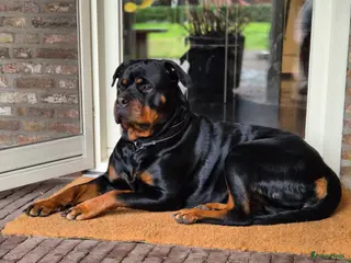 Rottweiler honden Eenmalig nestje Rottweilers - Advertentie 1