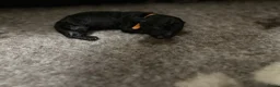 Labradoodle honden te koop: 5 pups mini labradoodle🤩 - Advertentie 10