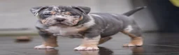Amerikaanse Bully honden te koop: American Bully pocket pups (verwacht) - Advertentie 10