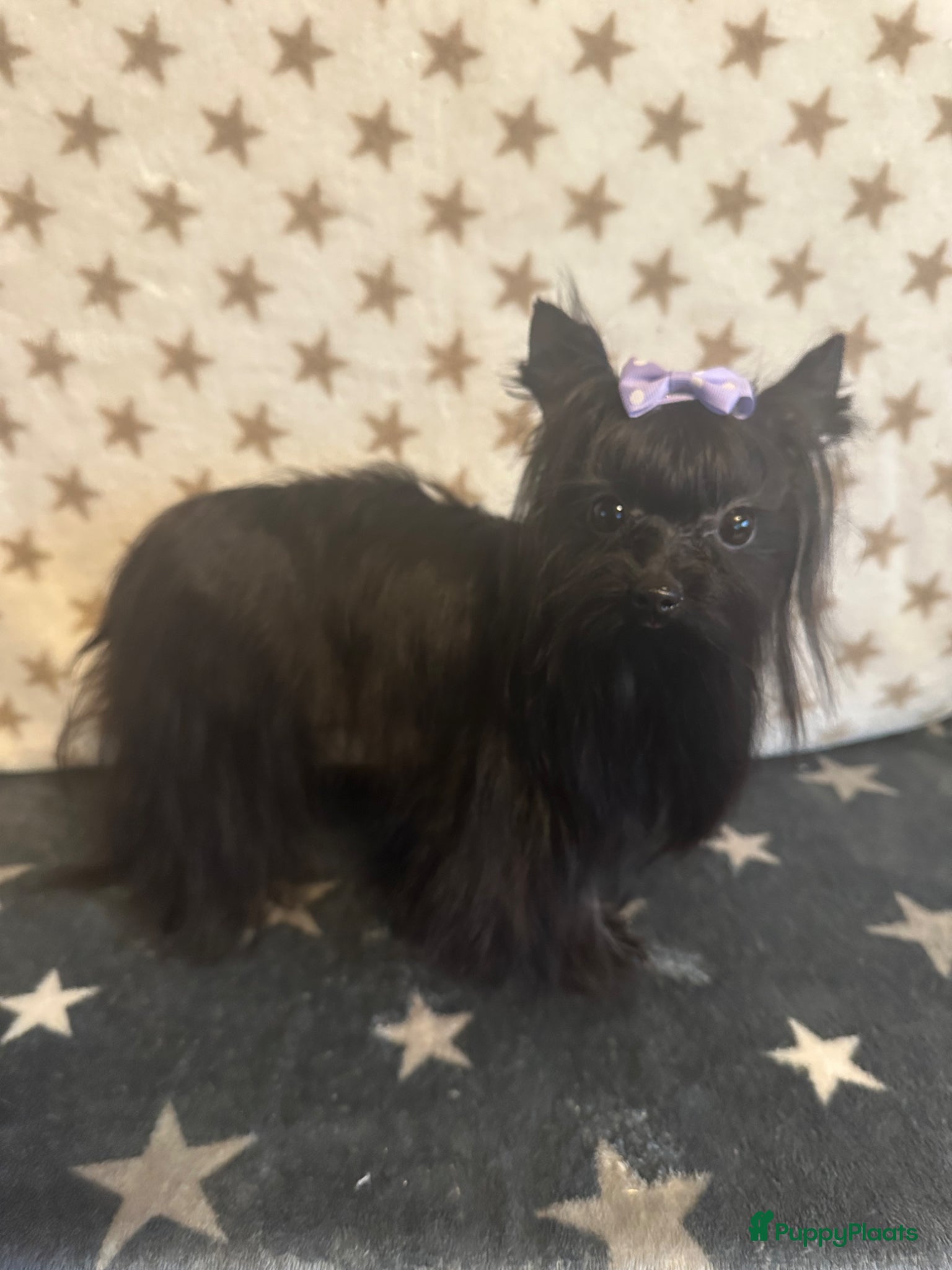 Yorkshire Terriër honden Zwarte Yorkshire Terrier met stamboom - Advertentie 16