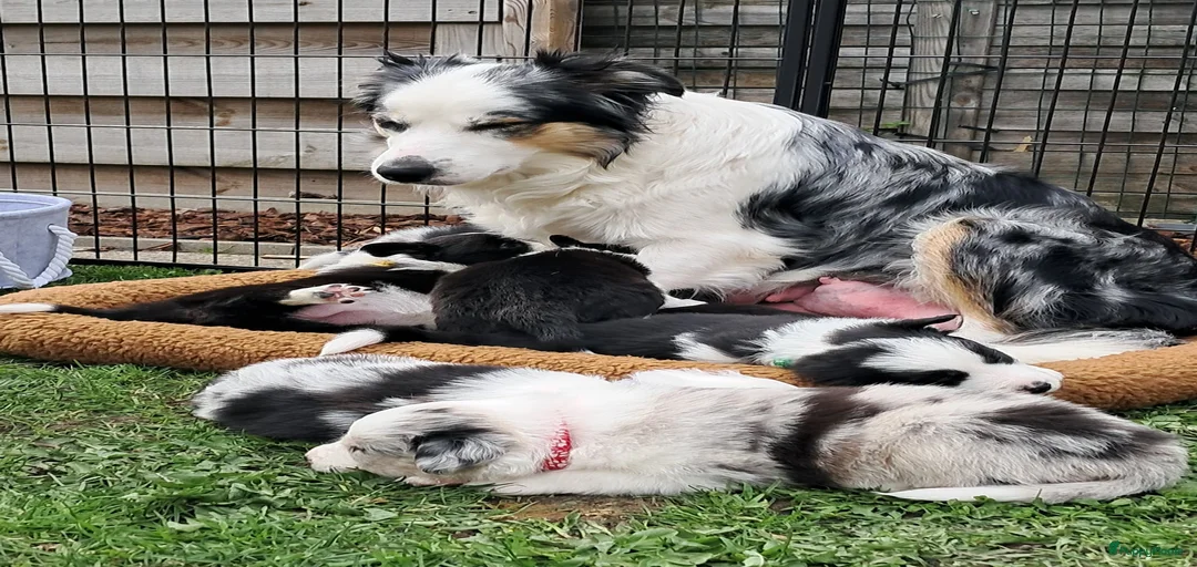 Galerij afbeelding {{count}}