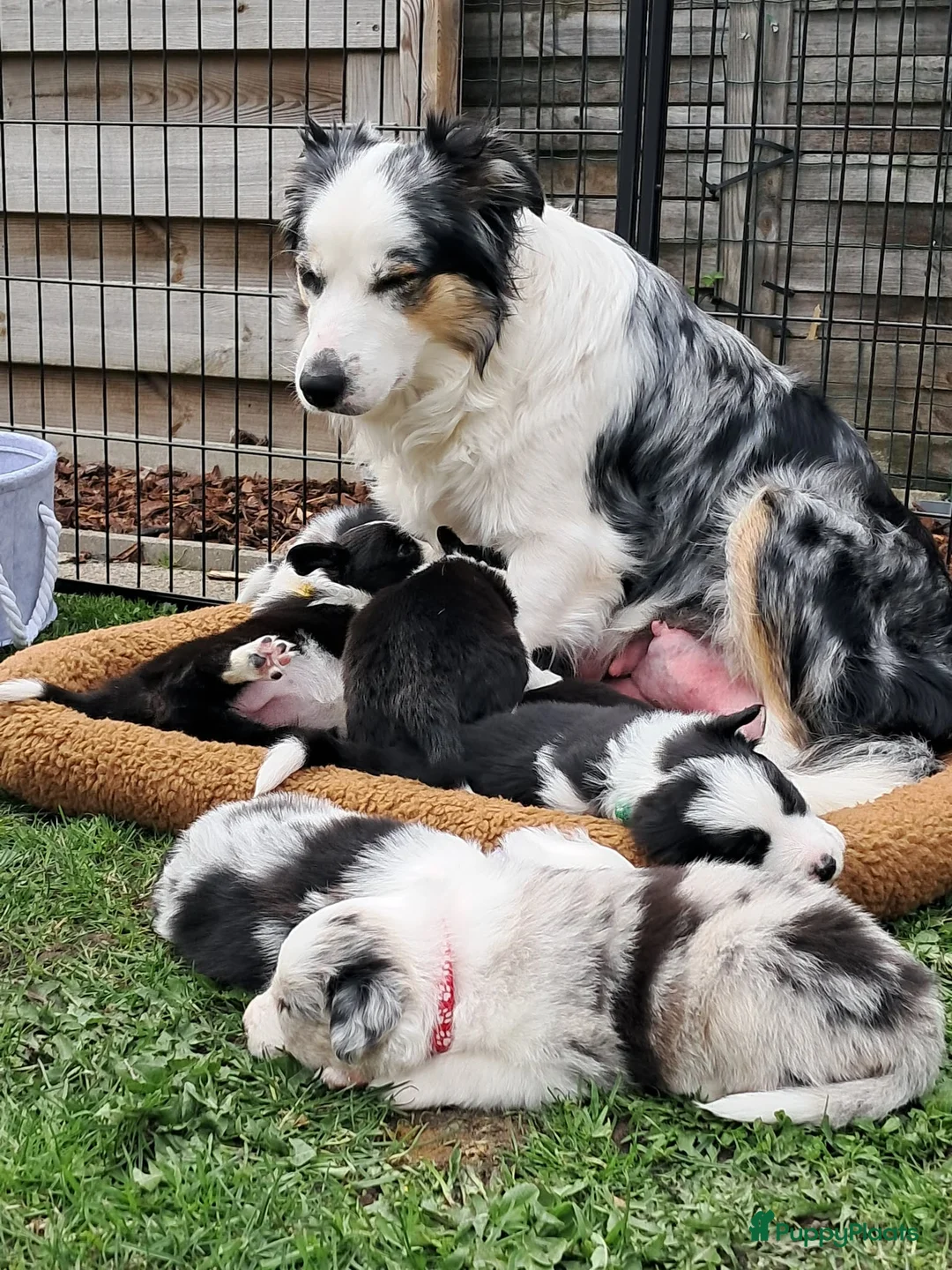 Galerij afbeelding {{count}}