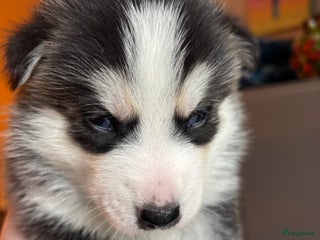 Pomsky honden Pomsky pup te koop 1 reu husky look blauwe ogen. - Advertentie 4