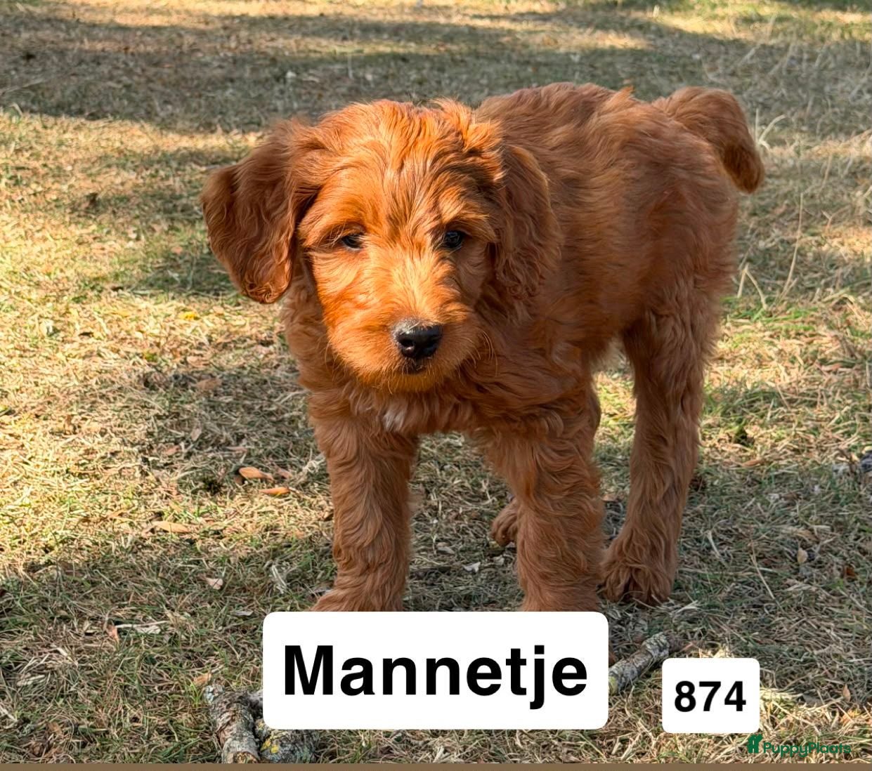 Goldendoodle honden Goldendoodles F1B - Advertentie 1