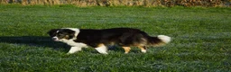 Australian Shepherd honden te koop: Nestaankondeging 06-04-2026 Australian shepherd - Advertentie 2