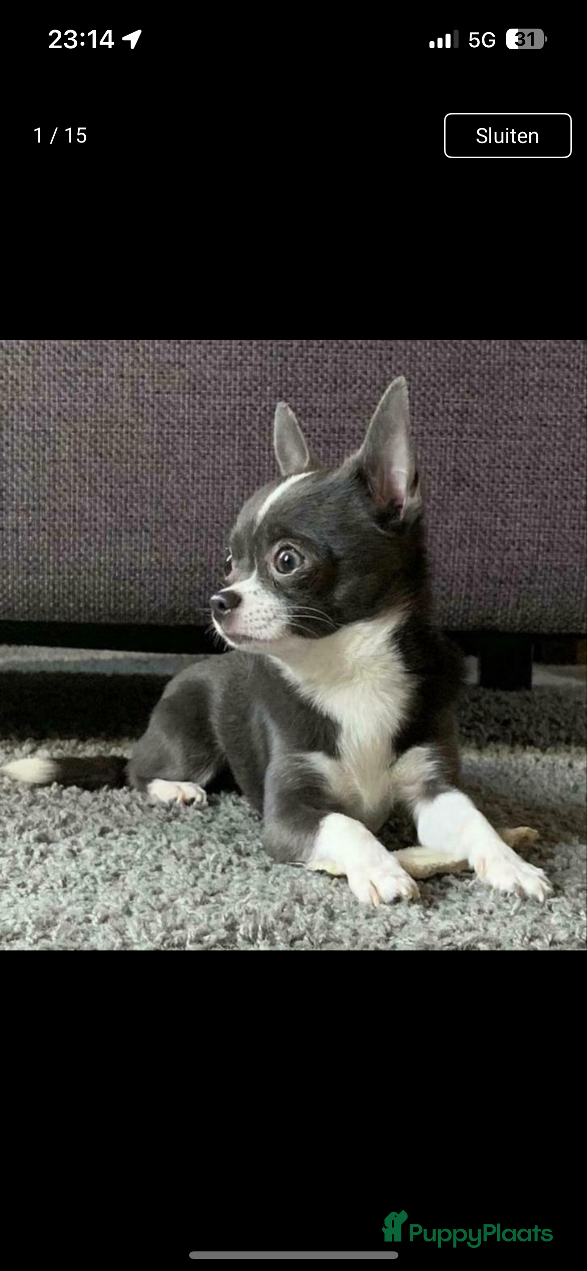 Chihuahua honden Ervaren chihuahua dekreu blauw - Advertentie 10