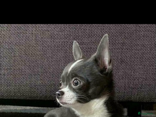 Chihuahua honden Ervaren chihuahua dekreu blauw - Advertentie 1