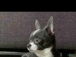 Chihuahua honden Ervaren chihuahua dekreu blauw - Advertentie 17