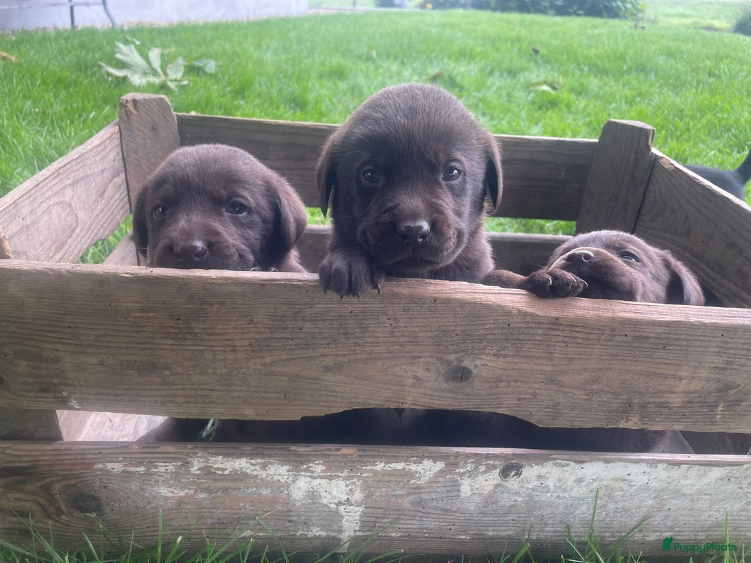 Labrador Retriever honden te koop: Prachtige labrador pups  - Afbeelding 4