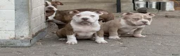 Amerikaanse Bully honden te koop: American bully pocket pups - Advertentie 3