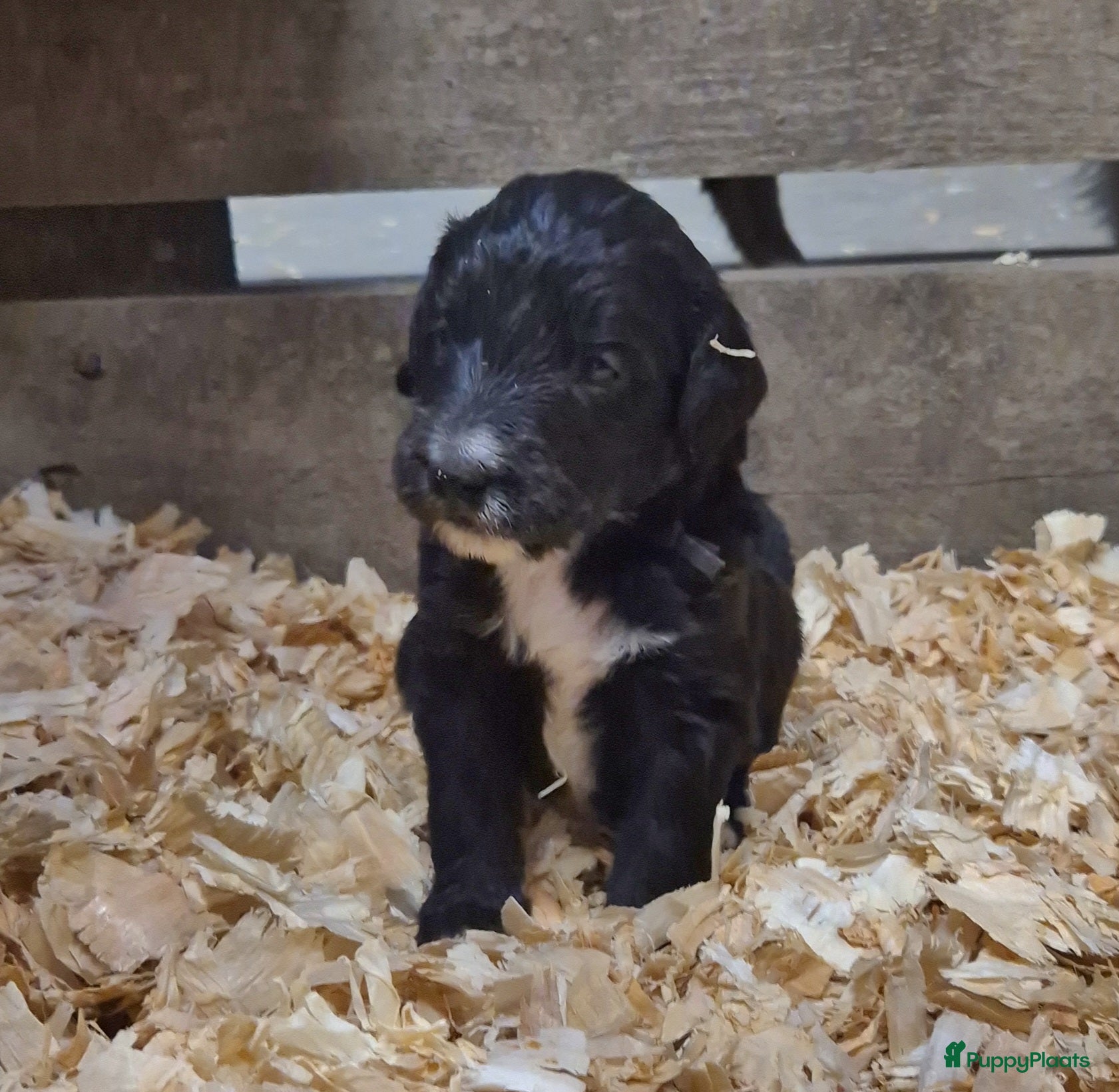 Kruising honden Bordoodle pups (F1) te koop! - Advertentie 5