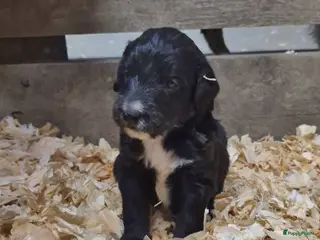 Kruising honden Bordoodle pups (F1) te koop! - Advertentie 5