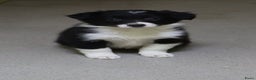Border Collie honden te koop: Super Schattige border collie pups te koop - Advertentie 10