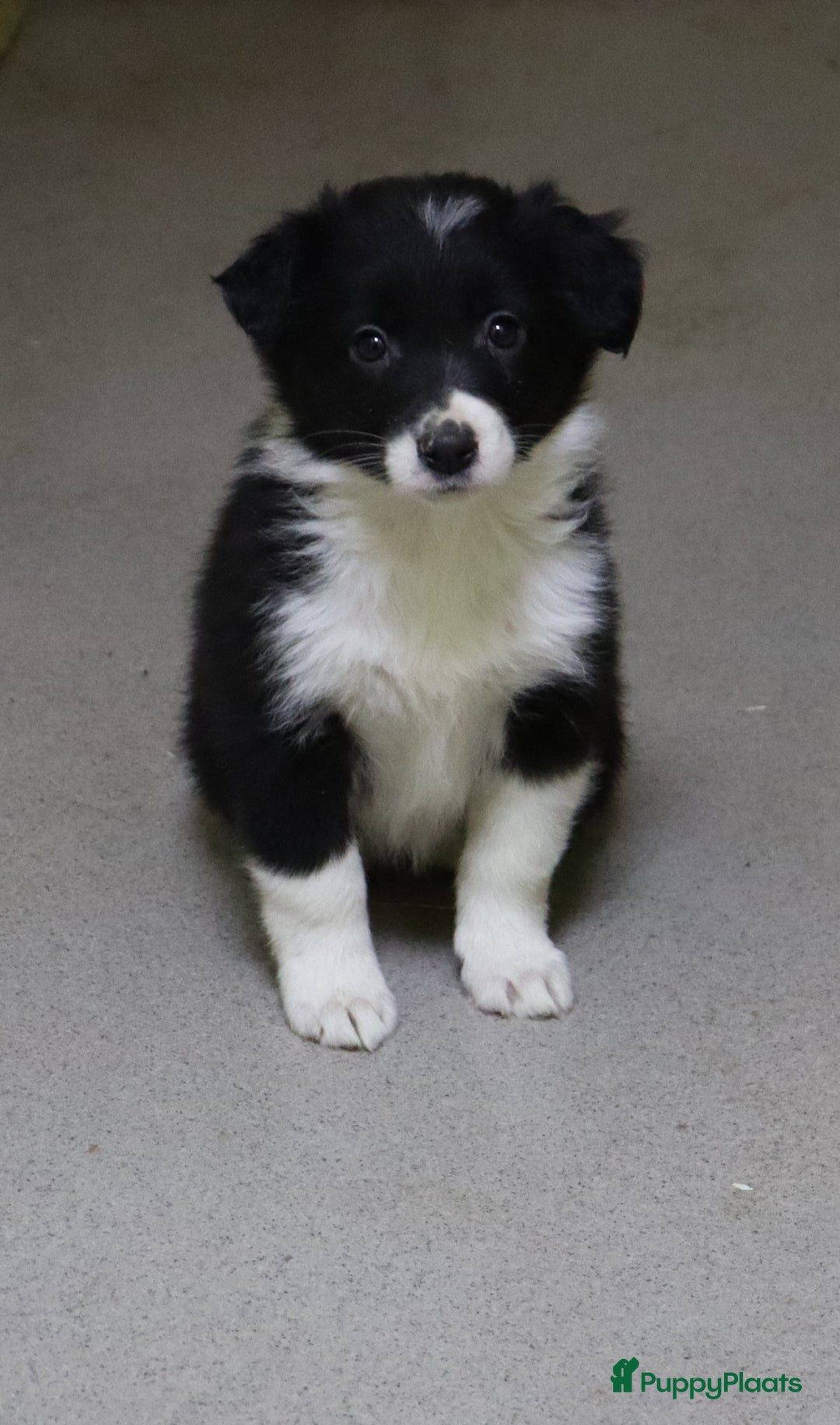 Border Collie honden te koop: Super Schattige border collie pups te koop - Advertentie 10