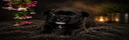 Franse Bulldog honden te koop: Franse bulldog pups - Advertentie 2