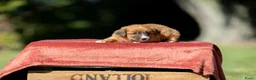 Nova Scotia Duck Tolling Retriever honden te koop: Gesocialiseerde Toller pups beschikbaar! - Advertentie 3