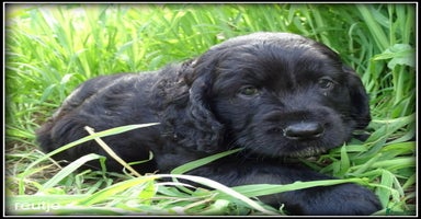 Cockapoo honden - Advertentie 4