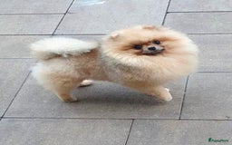 Pomeriaan honden te koop: Pomeriaan pups bearface - Afbeelding 6