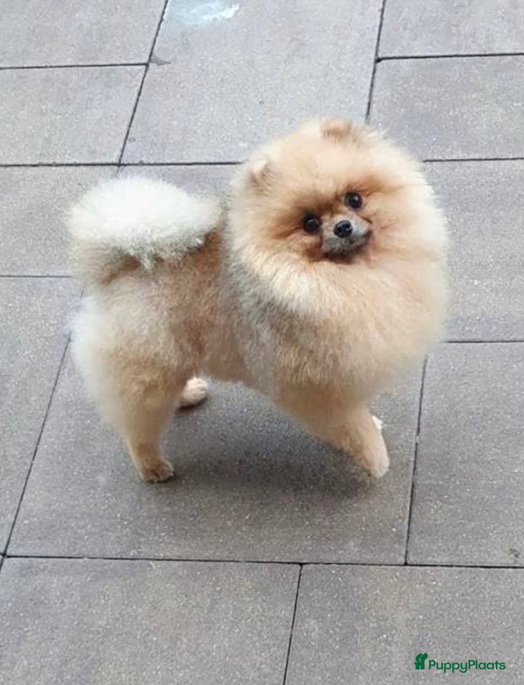 Pomeriaan honden te koop: Pomeriaan pups bearface - Afbeelding 6