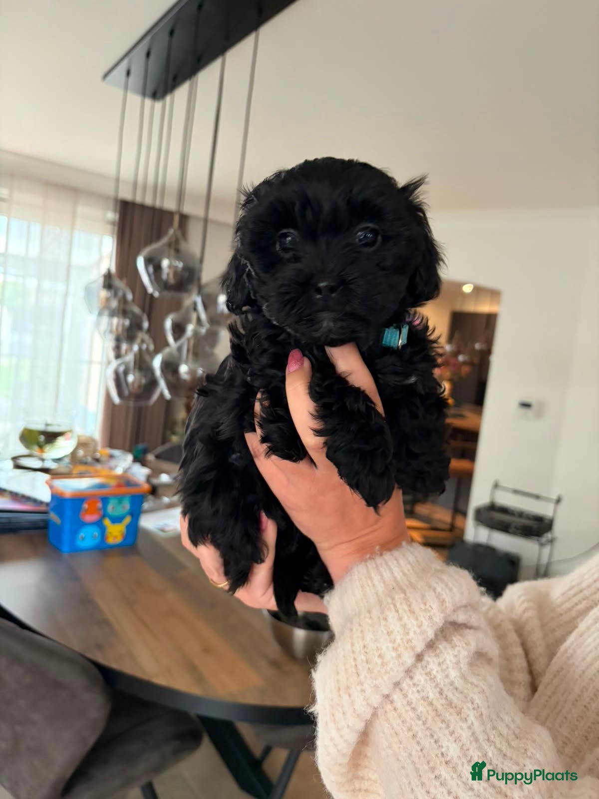 Maltipoo honden Maltipoo pups - Advertentie 4