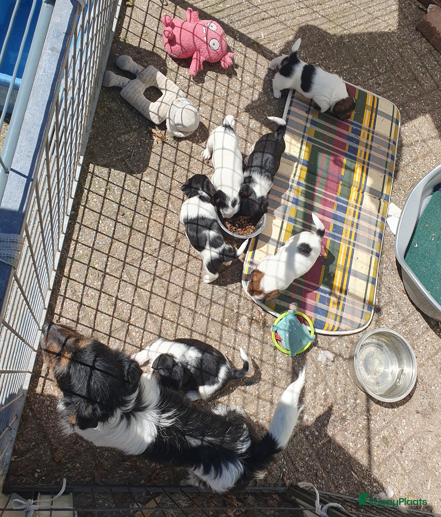 Jack Russel Terriër honden Speelse gezonde RASZUIVER JACK RUSSELpups LAAGBEEN - Advertentie 1