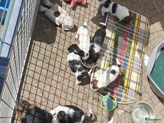 Jack Russel Terriër honden Speelse gezonde RASZUIVER JACK RUSSELpups LAAGBEEN - Advertentie 3