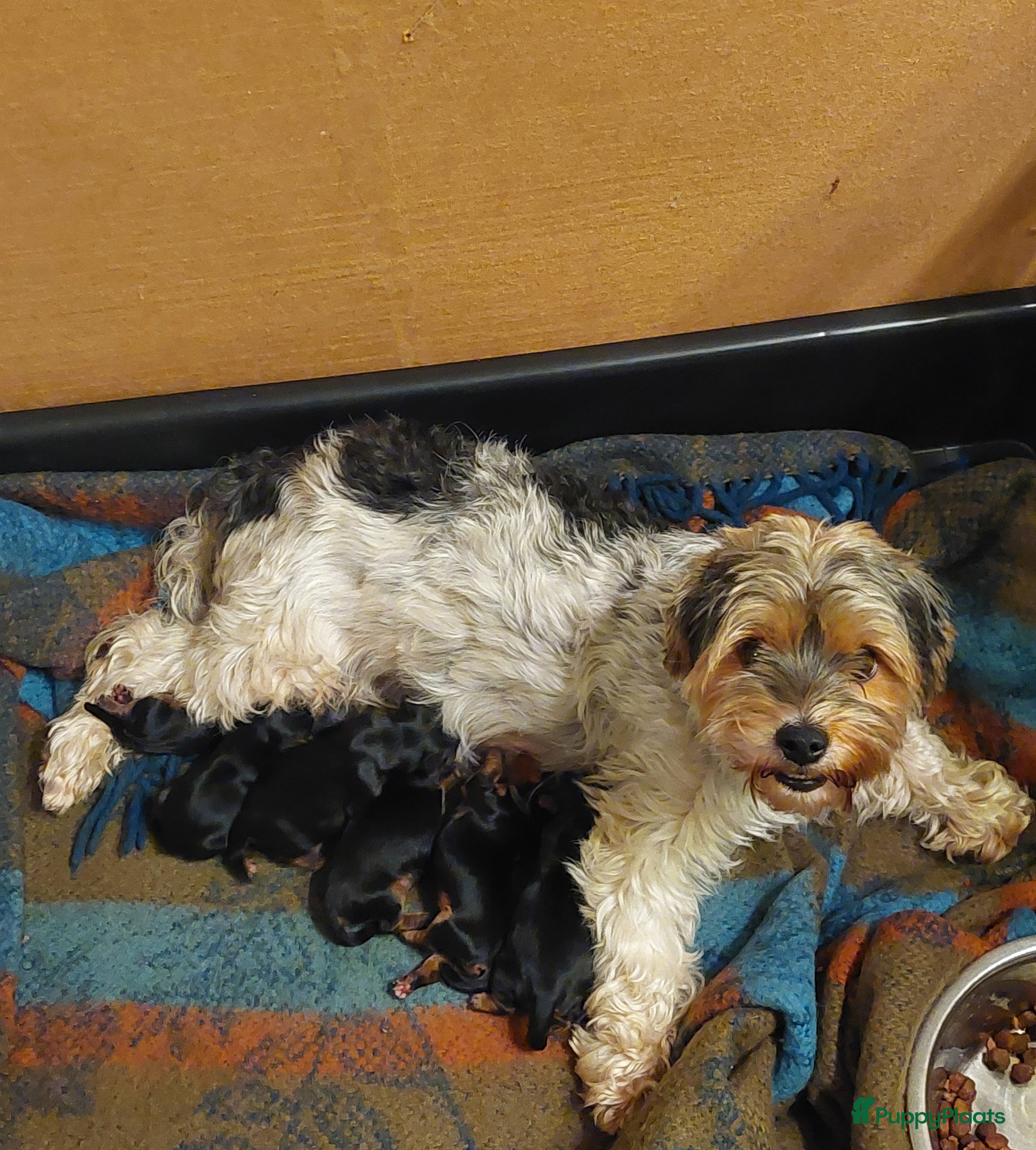 Kruising honden Biewer/Yorkshire pups - Advertentie 2