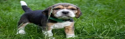 Beagle honden te koop: Mooie stamboom Beagle pups - Advertentie 6