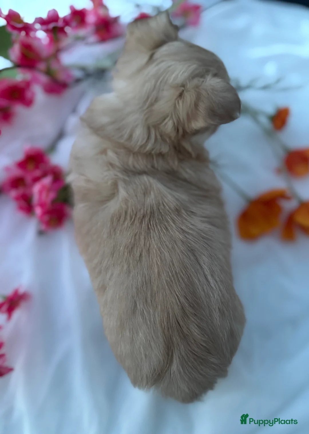 Chihuahua honden te koop: Prachtige langharige Chihuahua teefjes beschikbaar in Zevenaar - Advertentie 10