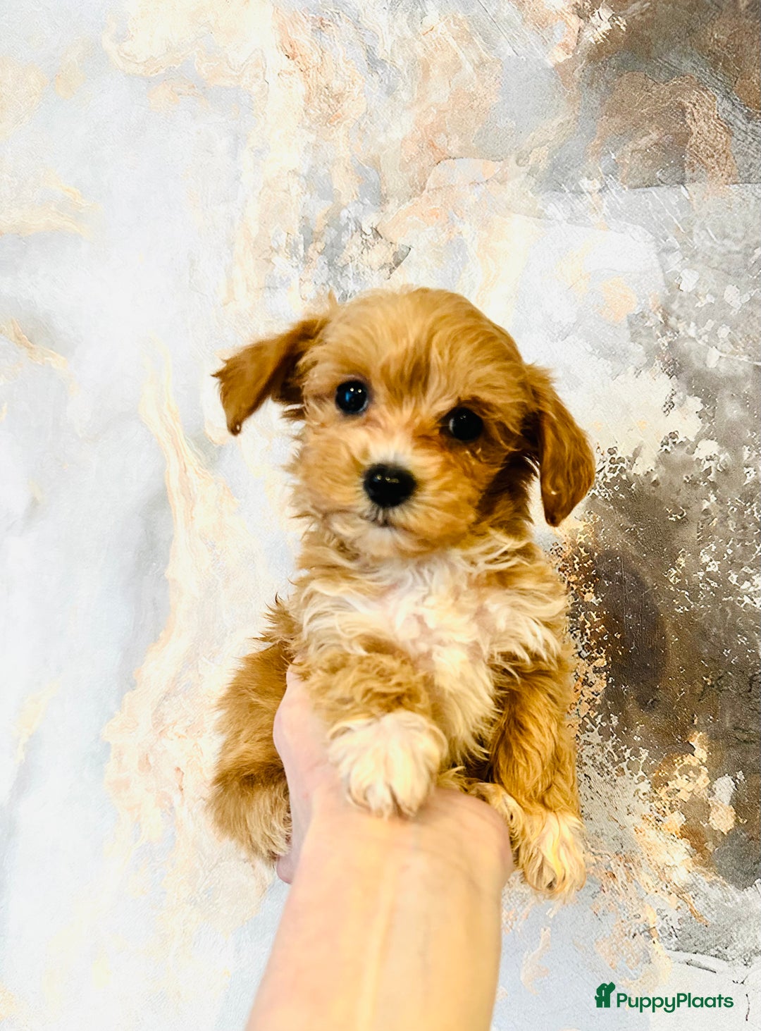 Maltipoo honden te koop: Bijzonder mooie maltipoo pups kunnen bijna weg - Advertentie 10