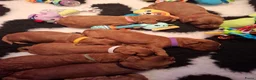 Australian Labradoodle honden te koop: 1 teefje en 3 reutjes Australian labradoodle pups - Advertentie 25