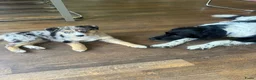 Kruising honden te koop: Mini Australian shepherd pup reutje  - Advertentie 26