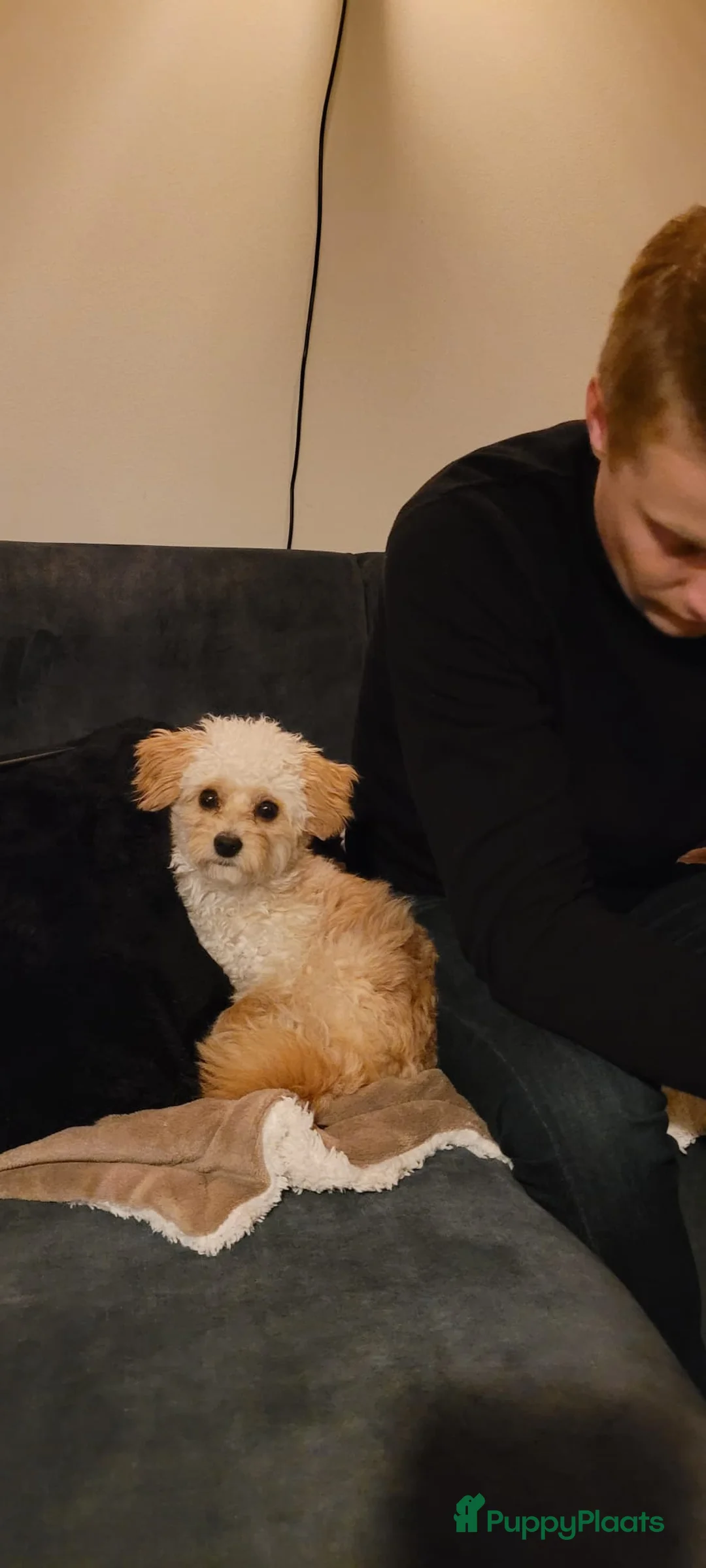 Maltipoo honden ter dekking: Toypoedel/Maltipoo dekreu, liefste knuffelkont🥰 - Advertentie 16