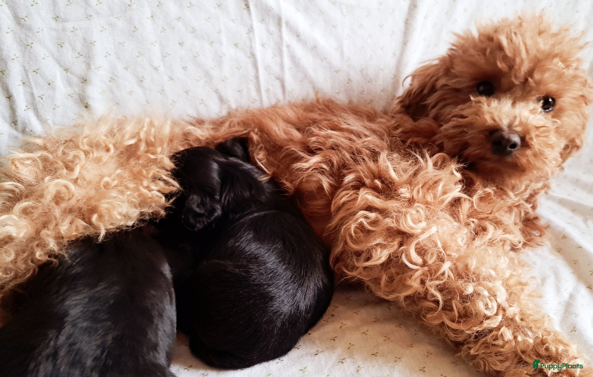 Maltipoo honden Lieve reutjes toy poedel x maltipoo - Advertentie 1