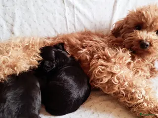 Maltipoo honden Lieve reutjes toy poedel x maltipoo - Advertentie 1