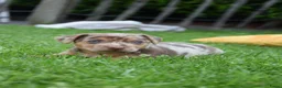 Jack Russel Terriër honden te koop: lieve pups zoeken een nieuw huisje - Advertentie 37