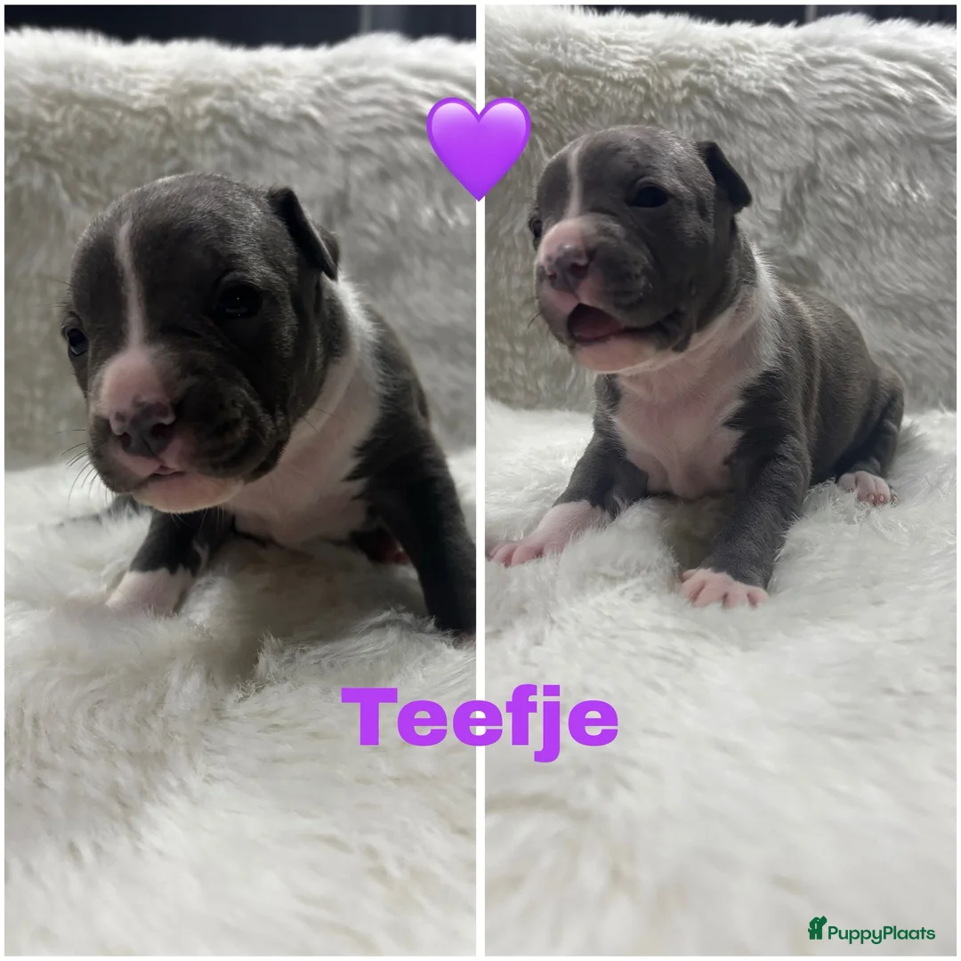 American Staffordshire Terriër honden te koop: Amerikaanse Stafford pups  - Advertentie 7