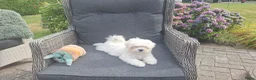 Maltezer honden te koop: Maltezer leeuwtje pup. Rasecht. Ouders aanwezig - Advertentie 7