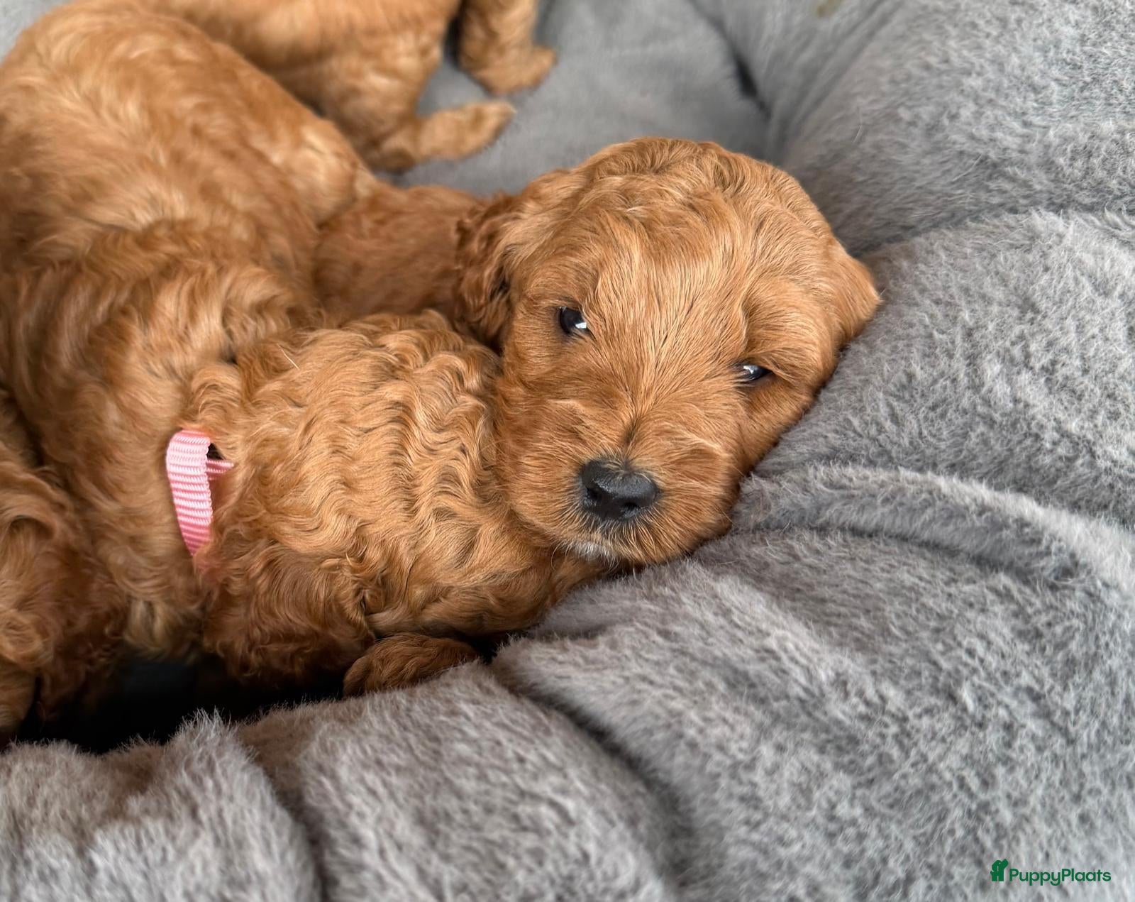 Labradoodle honden te koop: Labradoodle pups  - Advertentie 1