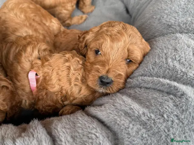 Labradoodle honden te koop: Labradoodle pups - Advertentie 1