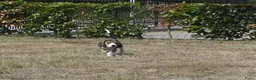 Beagle honden te koop: Prachtige Beagle pups met stamboom ! - Advertentie 14