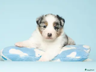 Australian Shepherd honden Australian Shepherd pups - Advertentie 1