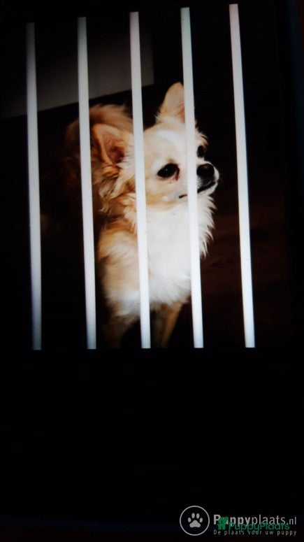 Chihuahua honden Super mooie dekreu chiuahua in Bunschoten-Spakenburg - Advertentie 2