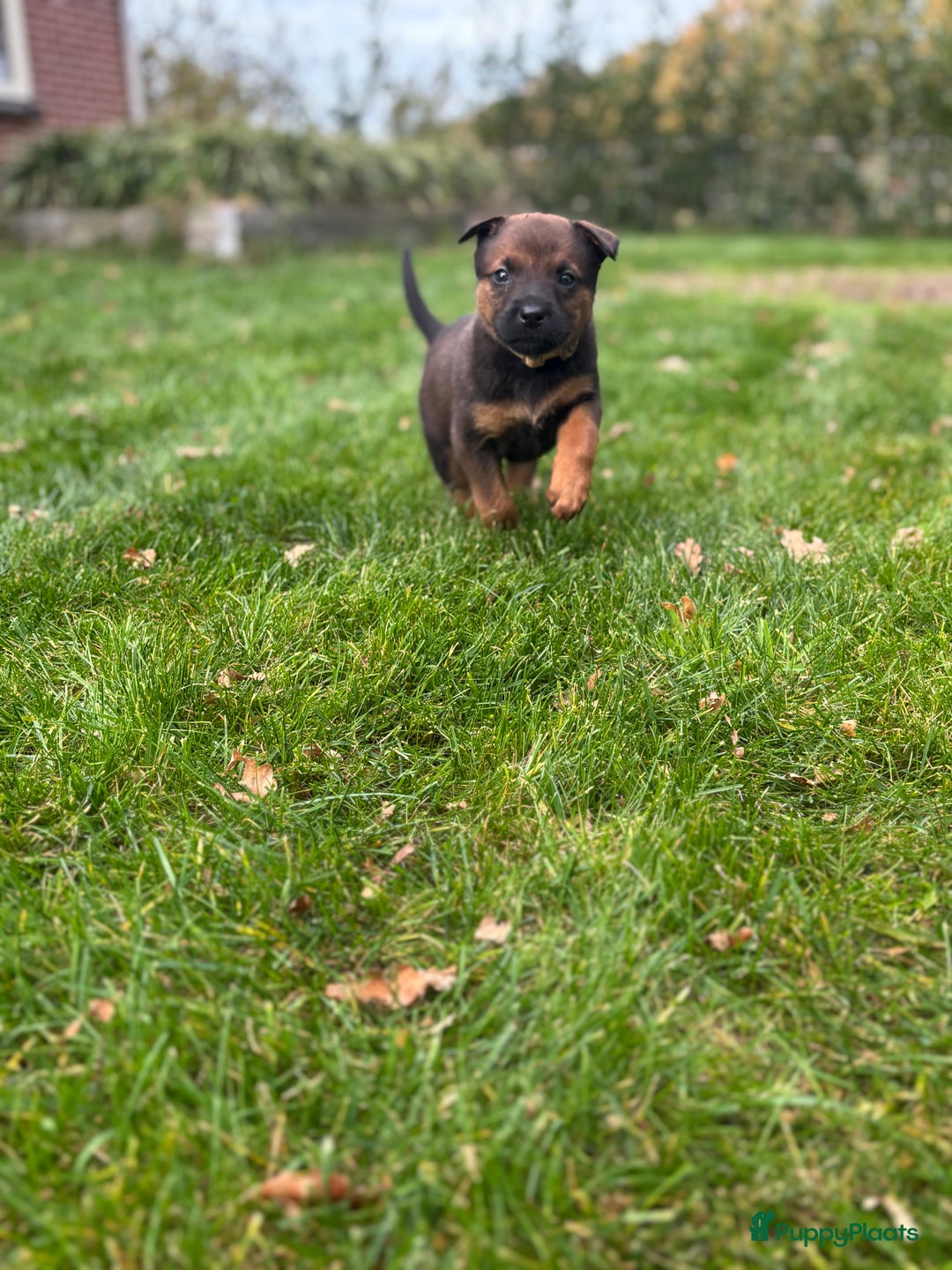 Kruising honden te koop: Mechelse herder & rotweiler - Advertentie 9